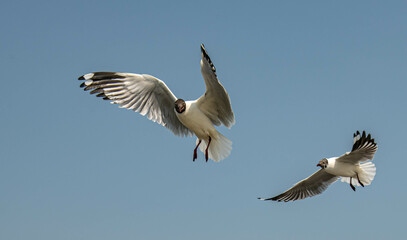 Seagulls flying on the beautiful sky chasing after food to eat.