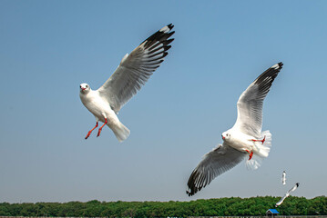 Seagulls flying on the beautiful sky chasing after food to eat.