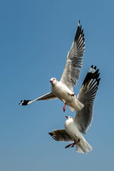 Seagulls flying on the beautiful sky chasing after food to eat.