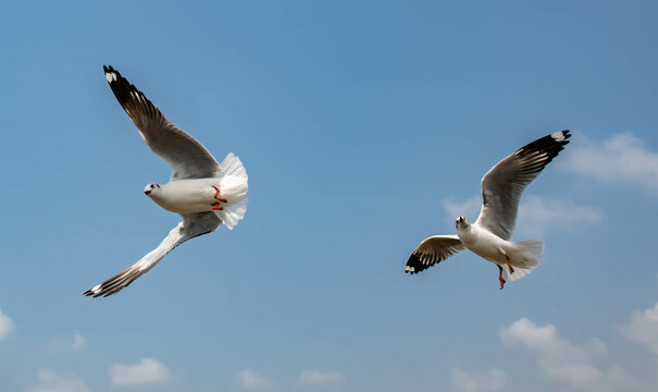 Seagulls flying on the beautiful sky chasing after food to eat.