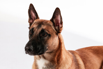 belgischer schäferhund rotbraun malinois studioporträt