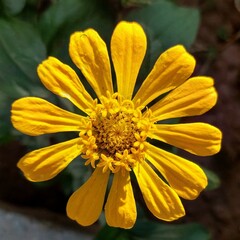 yellow daisy flower