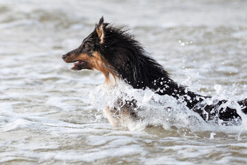 Black and white tricolor herding shetland sheepdog dog running in the sea and making water...