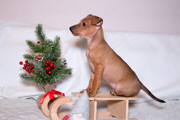 Sable brown and tan miniature pinscher puppies portrait with Christmas decoration.  German...