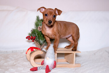Sable brown and tan miniature pinscher puppies portrait with Christmas decoration.  German miniature pinscher puppies sitting  with New Year background. Smart and cute pincher with big funny ears