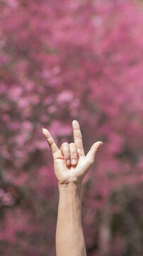 A young man raises his hands over his head and uses sign language to symbolize I love you to tell his lover his feelings on a blurry background of beautiful pink cherry blossoms.