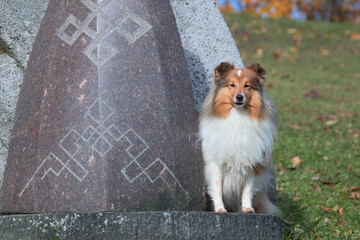 Cute, fur sable and white shetland sheepdog, sheltie sitting near big stone the with pagan symbols...