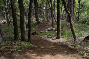 Hiking in the forest. View of the footpath across the woods.