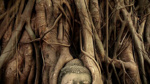Ancient head of Buddha statue in the tree roots at Wat Mahathat temple ruins in Ayutthaya, Thailand. 