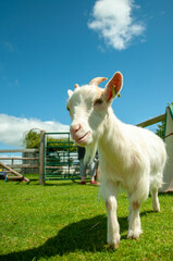 white goat on a meadow