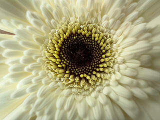 Closeup of a yellow daisy flower