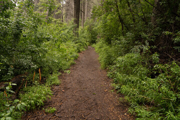 Hiking in the woods. View of the path across the forest in a rainy day.	