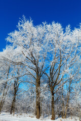 Fototapeta na wymiar Trees with hoarfrost on the background of pure blue sky.