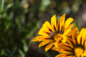 Close up of  yellow flower fields , soft selective focus
