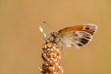 Obraz premium One coenonympha butterfly close up photo made outside