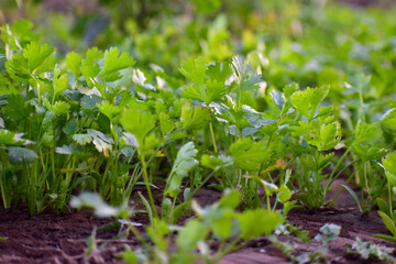Close up fresh growing green coriander (cilantro) leaves in vegetable plot