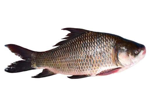 Catla ( katla ) fish in India fresh water fish, isolated on white background.