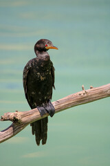 Reed Cormorant, Kruger National Park