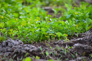 Close up fresh growing green coriander (cilantro) leaves in vegetable plot