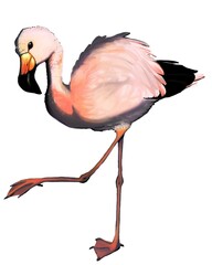 illustration of a pink flamingo posing with one of its legs up