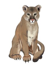 illustration of a seated cougar looking straight ahead