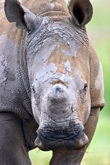 Fototapeta premium Dehorned White Rhino, Pilanesberg National Park