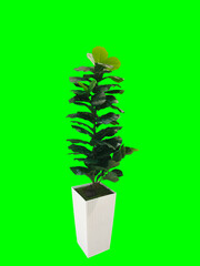 Green leaves in a white pot. torn green background