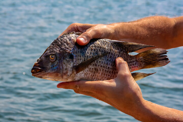 Tilapia fish is held by a fisherman in his hands against the background of water.