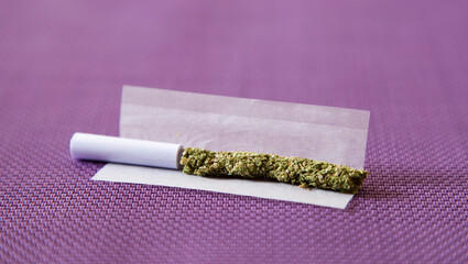 marijuana in rolling cigarette, mouthpiece, paper, purple background.