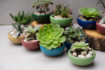 Succulents in beautiful little pots stand on wooden sawn-offs. Green indoor plants. Landscaping the interior of a home or office. Small plants at the flower shop. Houseplants. Ceramic colorful pots. - obrazy, fototapety, plakaty