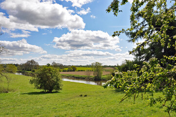 Fototapeta premium Summertime trees in the UK.