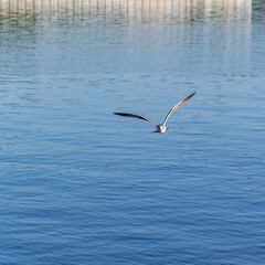 seagull in flight