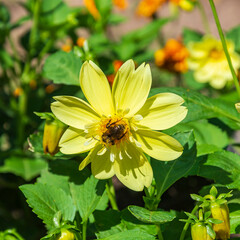 a flower in a flower bed