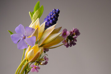 garden and wild flowers close-up, yellow tulips and blue periwinkle on a gray background.
