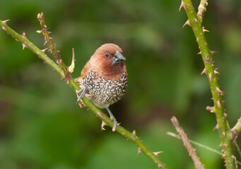 Bird, Scally-breasted Munia (Lonchura punctulata) perching on bush