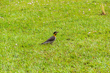 Um pica-pau-de-campo (Colaptes campestris) andando no gramado de um parque da cidade.