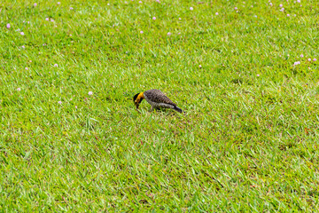 Um pica-pau-de-campo (Colaptes campestris) andando no gramado de um parque da cidade.