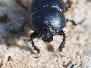 Macro photography of a beetle walking on the beach - obrazy, fototapety, plakaty
