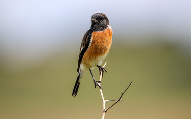 African Stonechat, Kruger National Park