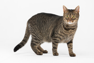 Obraz premium She-cat stands with her tail lowered against a white background and looks around.