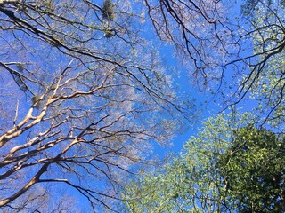 森の中から見上げる青空と樹木