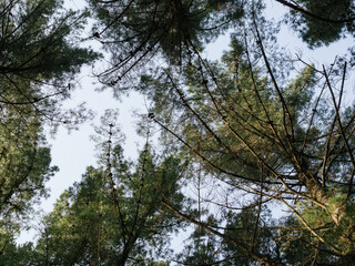 Bottom view of tall old trees in evergreen primeval forest of Sierra Blanca, Marbella - Spain. Blue sky in background.