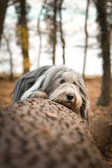 Bearded collie is lying on stub. It is autumn photoshooting in nature.