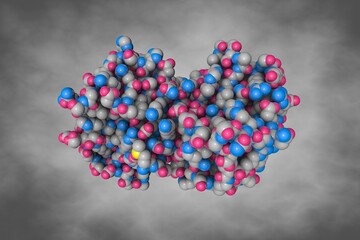 Space-filling molecular model of sugar binding protein - human galectin-2 (dimer) on gray background. Rendering based on protein data bank. Scientific background. 3d illustration