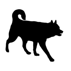 Walking siberian husky puppy. Black dog silhouette. Pet animals. Isolated on a white background.