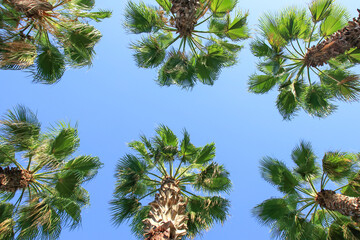 Large green branches on coconut trees against the sky in the tropics. Palm against blue sky. Palm trees at Tropical coast. Summer. Tall coconut trees .Upward view of Palm trees against blue sky. 