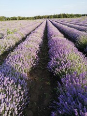 Fototapeta na wymiar lavender field region in Bulgaria 