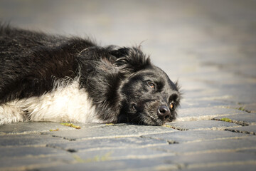 Border collie is lying in city center. She is in center of Prague. She is so patient model.