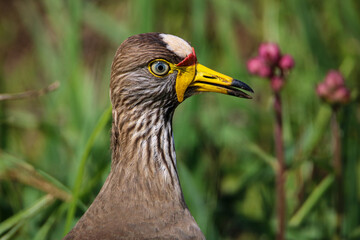 African Wattled Lapwing, Kruger National Park