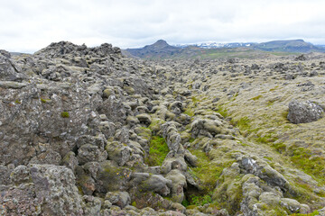 Mit verschiedenen Moosen überwachsenes Lavafeld Berserkjahraun bei Stykkisholmur